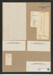 Rhizosolenia alata Brightw. (de-Toni-Nr.: Genus 114, Species 3311) Zeichnungen Sammlung Grunow Nr. 6701 (NHMW-BOT-W0375503)